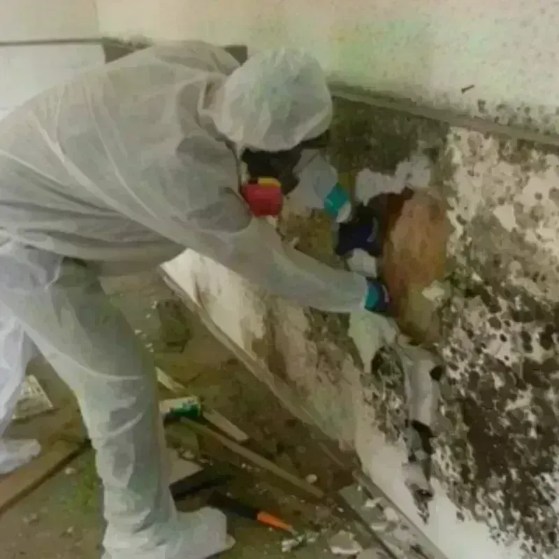 Mold Remediation and Removal in Franklin County, VA